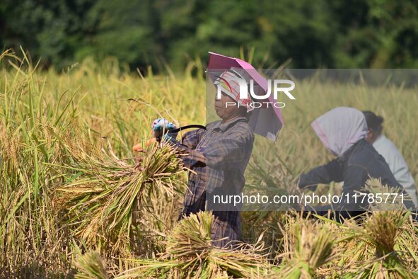 Farmers harvest paddy in a field in Morigaon District, Assam, India, on November 17, 2024. 