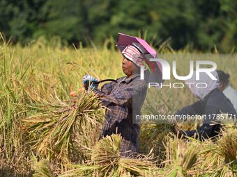 Farmers harvest paddy in a field in Morigaon District, Assam, India, on November 17, 2024. (