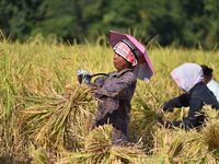 Farmers harvest paddy in a field in Morigaon District, Assam, India, on November 17, 2024. (