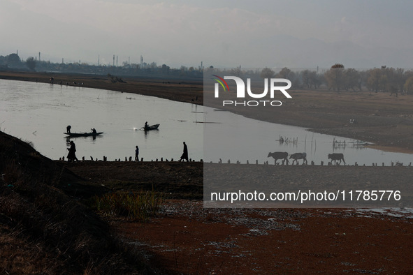 Kashmiri men walk with cattle (cows) on a cold day in Sopore, Jammu and Kashmir, India, on November 17, 2024. 