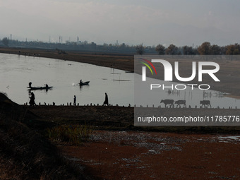 Kashmiri men walk with cattle (cows) on a cold day in Sopore, Jammu and Kashmir, India, on November 17, 2024. (