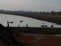 Kashmiri men walk with cattle (cows) on a cold day in Sopore, Jammu and Kashmir, India, on November 17, 2024. (