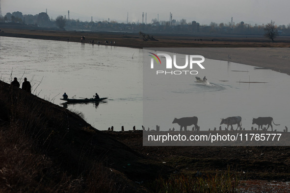 Kashmiri men walk with cattle (cows) on a cold day in Sopore, Jammu and Kashmir, India, on November 17, 2024. 