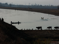 Kashmiri men walk with cattle (cows) on a cold day in Sopore, Jammu and Kashmir, India, on November 17, 2024. (