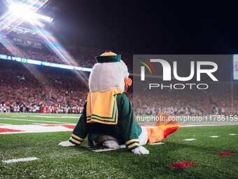 The Oregon Duck takes in the views at Camp Randall Stadium in Madison, Wisconsin, on November 16, 2024, against the Wisconsin Badgers. (