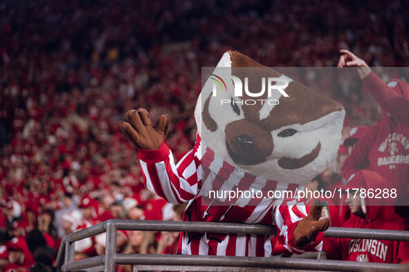 Bucky Badger is at Camp Randall Stadium in Madison, Wisconsin, on November 16, 2024, as the Wisconsin Badgers take on the Oregon Ducks. 