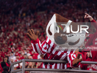 Bucky Badger is at Camp Randall Stadium in Madison, Wisconsin, on November 16, 2024, as the Wisconsin Badgers take on the Oregon Ducks. (