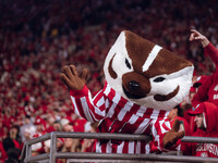 Bucky Badger is at Camp Randall Stadium in Madison, Wisconsin, on November 16, 2024, as the Wisconsin Badgers take on the Oregon Ducks. (