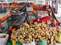 Workers sort parcels at an express logistics company in Qingzhou, China, on November 11, 2024. Monitoring data from the State Post Bureau sh...