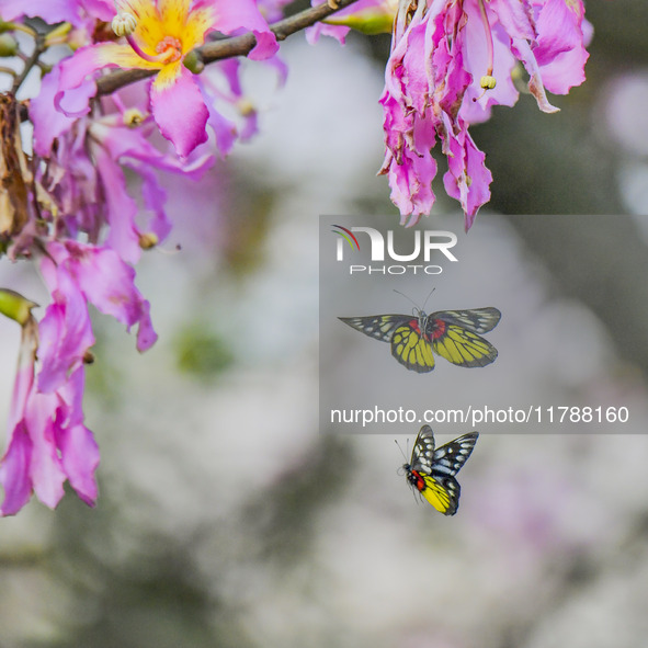 A butterfly feeds on blooming flowers in Nanning, Guangxi, China, on November 16, 2024. 