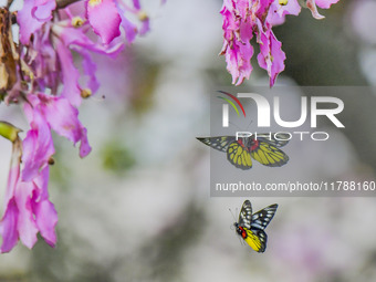 A butterfly feeds on blooming flowers in Nanning, Guangxi, China, on November 16, 2024. (