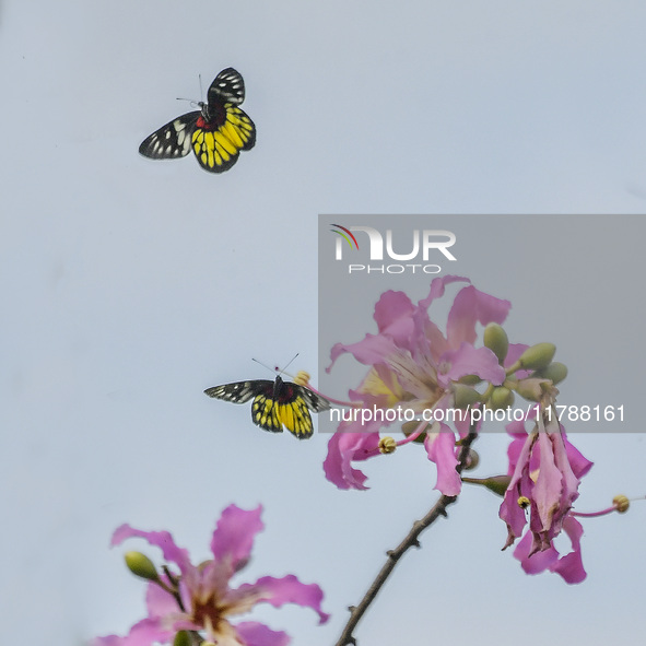 A butterfly feeds on blooming flowers in Nanning, Guangxi, China, on November 16, 2024. 