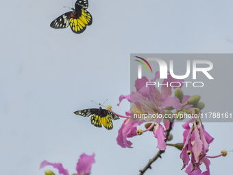 A butterfly feeds on blooming flowers in Nanning, Guangxi, China, on November 16, 2024. (