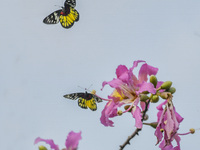 A butterfly feeds on blooming flowers in Nanning, Guangxi, China, on November 16, 2024. (