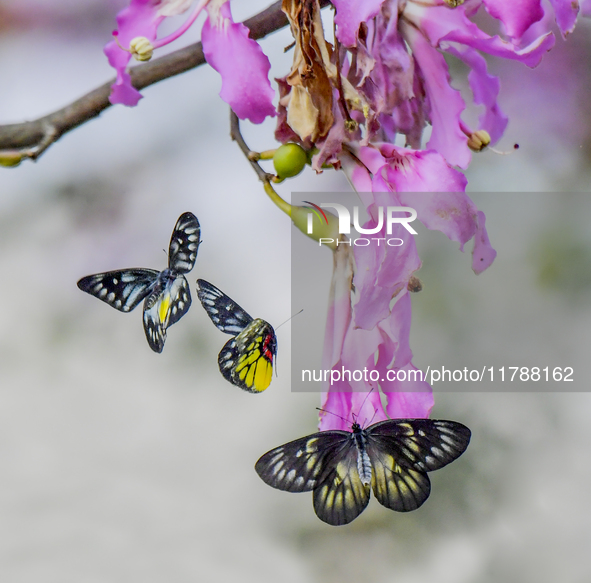 A butterfly feeds on blooming flowers in Nanning, Guangxi, China, on November 16, 2024. 