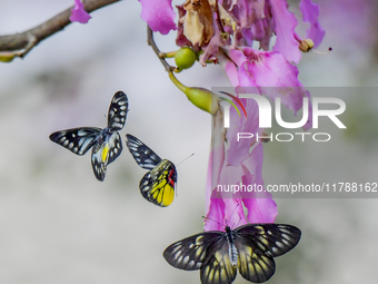 A butterfly feeds on blooming flowers in Nanning, Guangxi, China, on November 16, 2024. (