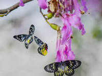 A butterfly feeds on blooming flowers in Nanning, Guangxi, China, on November 16, 2024. (