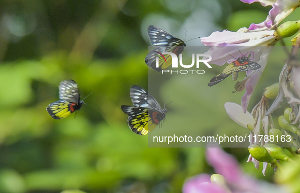 A butterfly feeds on blooming flowers in Nanning, Guangxi, China, on November 16, 2024. 