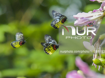 A butterfly feeds on blooming flowers in Nanning, Guangxi, China, on November 16, 2024. (