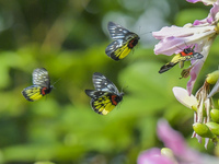 A butterfly feeds on blooming flowers in Nanning, Guangxi, China, on November 16, 2024. (