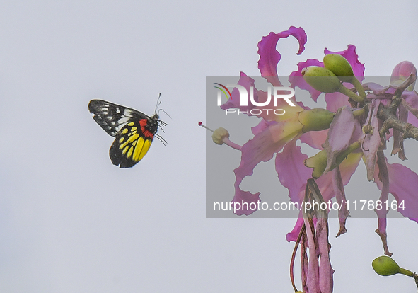 A butterfly feeds on blooming flowers in Nanning, Guangxi, China, on November 16, 2024. 