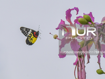 A butterfly feeds on blooming flowers in Nanning, Guangxi, China, on November 16, 2024. (