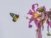 A butterfly feeds on blooming flowers in Nanning, Guangxi, China, on November 16, 2024. (