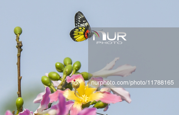 A butterfly feeds on blooming flowers in Nanning, Guangxi, China, on November 16, 2024. 