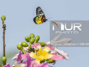 A butterfly feeds on blooming flowers in Nanning, Guangxi, China, on November 16, 2024. (