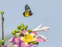 A butterfly feeds on blooming flowers in Nanning, Guangxi, China, on November 16, 2024. (