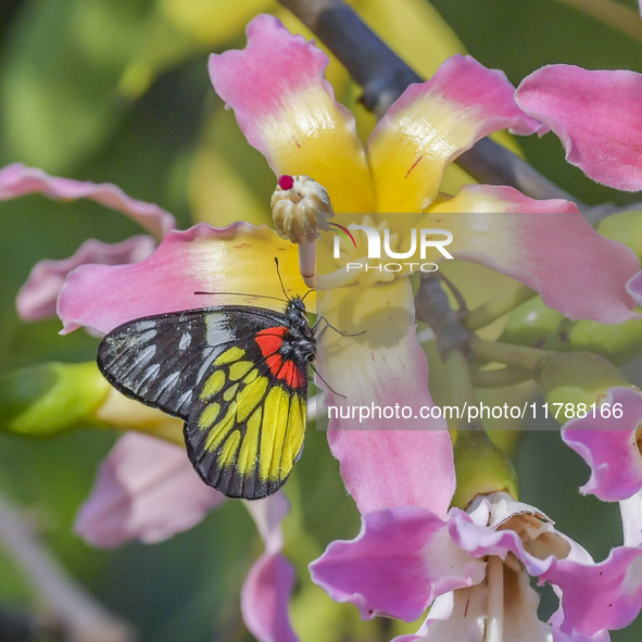 A butterfly feeds on blooming flowers in Nanning, Guangxi, China, on November 16, 2024. 