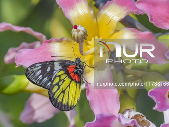 A butterfly feeds on blooming flowers in Nanning, Guangxi, China, on November 16, 2024. (