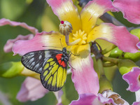 A butterfly feeds on blooming flowers in Nanning, Guangxi, China, on November 16, 2024. (