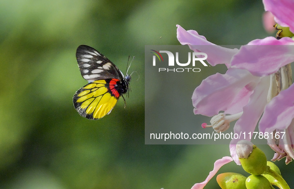 A butterfly feeds on blooming flowers in Nanning, Guangxi, China, on November 16, 2024. 