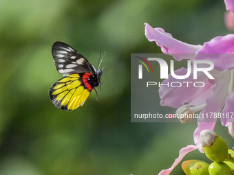 A butterfly feeds on blooming flowers in Nanning, Guangxi, China, on November 16, 2024. (