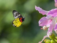 A butterfly feeds on blooming flowers in Nanning, Guangxi, China, on November 16, 2024. (