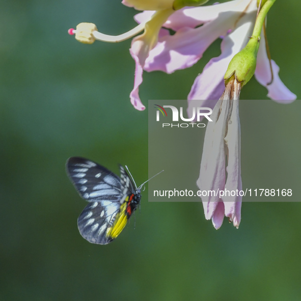 A butterfly feeds on blooming flowers in Nanning, Guangxi, China, on November 16, 2024. 