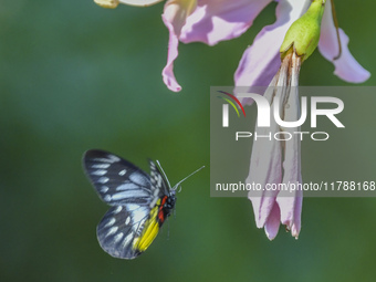 A butterfly feeds on blooming flowers in Nanning, Guangxi, China, on November 16, 2024. (