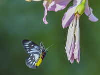 A butterfly feeds on blooming flowers in Nanning, Guangxi, China, on November 16, 2024. (