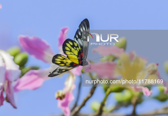 A butterfly feeds on blooming flowers in Nanning, Guangxi, China, on November 16, 2024. 