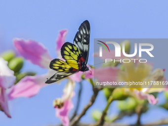 A butterfly feeds on blooming flowers in Nanning, Guangxi, China, on November 16, 2024. (