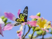 A butterfly feeds on blooming flowers in Nanning, Guangxi, China, on November 16, 2024. (