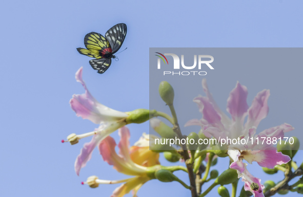 A butterfly feeds on blooming flowers in Nanning, Guangxi, China, on November 16, 2024. 