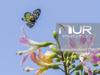 A butterfly feeds on blooming flowers in Nanning, Guangxi, China, on November 16, 2024. (