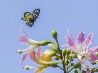 A butterfly feeds on blooming flowers in Nanning, Guangxi, China, on November 16, 2024. (