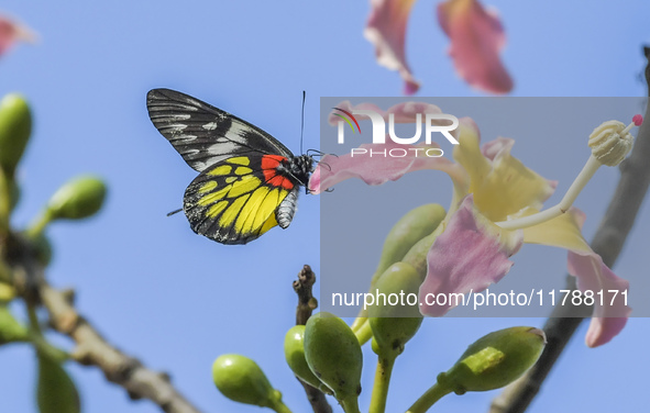 A butterfly feeds on blooming flowers in Nanning, Guangxi, China, on November 16, 2024. 