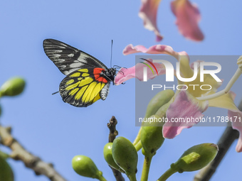 A butterfly feeds on blooming flowers in Nanning, Guangxi, China, on November 16, 2024. (