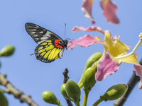 A butterfly feeds on blooming flowers in Nanning, Guangxi, China, on November 16, 2024. (