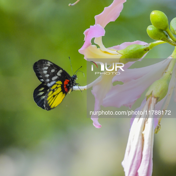 A butterfly feeds on blooming flowers in Nanning, Guangxi, China, on November 16, 2024. 