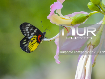 A butterfly feeds on blooming flowers in Nanning, Guangxi, China, on November 16, 2024. (